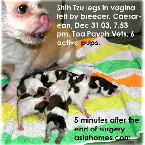6 vigorous Shih Tzu puppies - emergency timely Caesarean, Toa Payoh Vets
