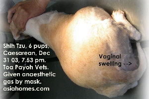 6 vigorous Shih Tzu puppies - emergency timely Caesarean, Toa Payoh Vet