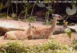 Singapore Zoo's new guanaco with mother.