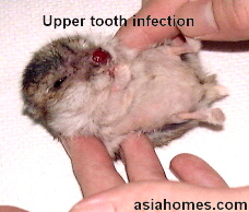 Singapore Dwarf Hamster with nose scab