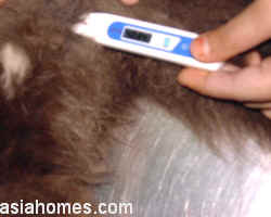 Taking the rectal temperature of a  cat with a thermometer