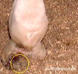 12-year-old thoroughbred with spherical hoof tumour
