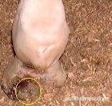 Singapore thoroughbred - Hoof tumour