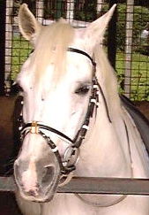 Gentle 15-year-old pony