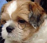 Singapore Shih Tzu with tear staining or epiphora