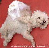 15-year-old Bichon Frise, Singapore, with huge tumour