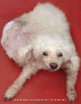 Singapore dog with huge tumour