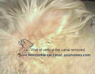 Bichon Frise with the outer wall of the vertical ear canal cut off, see dotted lines.