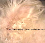 Bichon Frise. Vertical ear canal exposed. 