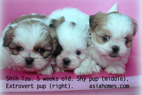 Shih+tzu+puppy+photos
