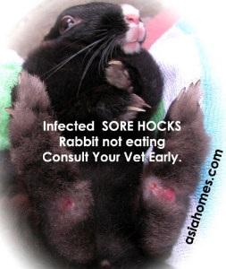 Sore hocks develop suddenly in a rabbit used to standing on hind legs to beg for food.
