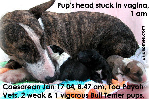Bull terrier puppy head stuck in the vulva. Toa Payoh Vets emergency Caesarean