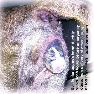 Bull terrier puppy head stuck in the vulva. Toa Payoh Vets emergency Caesarean. 