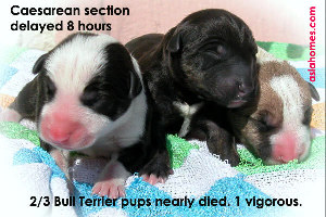 Bull terrier puppy head stuck in the vulva. Toa Payoh Vets emergency Caesarean