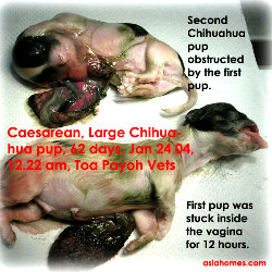 Smelly chihuahua puppies, Toa Payoh Vets Caesarean