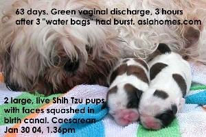Shih Tzu emergency Caesarean delivery, Toa Payoh Vets