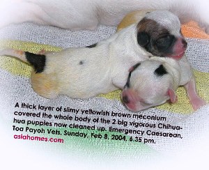 Meconium covered bodies of chihuahua puppies now cleaned up