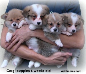 Singapore corgi puppies for sale. 9668-6468