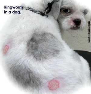 Dogs Ringworm