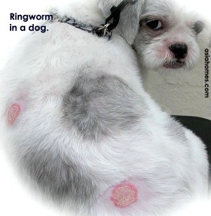 040212tn_Ringworm_grooming_21days_later_Singapore.jpg