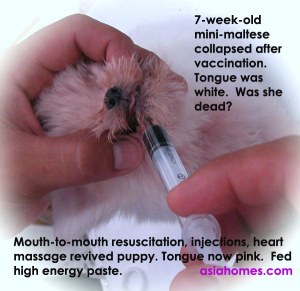 Mini-Maltese has recovered from vaccine reaction