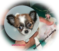No more inguinal scrotal swelling 3 days after surgery. Chihuahua 8 weeks old.