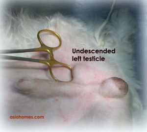 Undescended testicle of normal size in 1-year-old Maltese