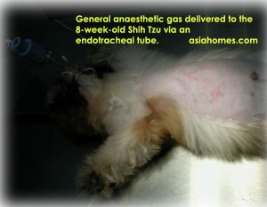 Shih Tzu with large umbilical hernia, Toa Payoh Vets, Singapore