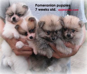 Pom puppies for export sale, Singapore