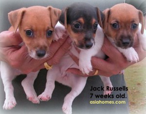 Jack Russell puppies for export sales, Singapore