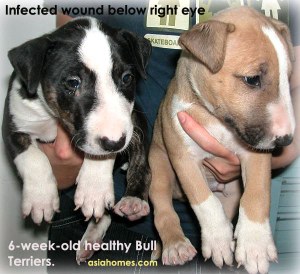 6-week-old Bull Terrier puppies, Toa Payoh Vets Caesarean.