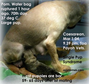 Pom - Single Pup Syndrome, 70th day labour pains, Toa Payoh Vets
