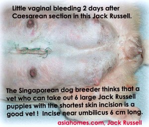 All OK. Jack Russell 48 hours after Caesarean section, Toa Payoh Vets, Singapore