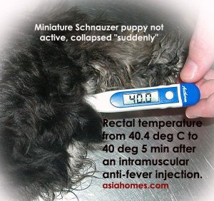 Rectal temperature showed high fever in the puppy.