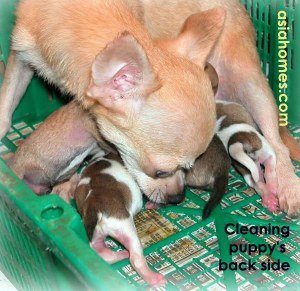 A model Chihuahua bitch licking the puppy's backside clean.  33 hrs after Caesarean. Toa Payoh Vets