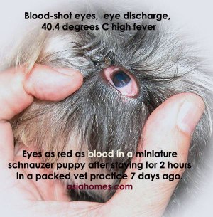 Eye was as red as blood but not obvious in this picture of a hyperprexic puppy. 