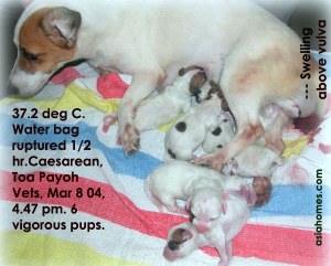 Perineal swelling in a pregnant Jack Russell mother. 6 vigorous pups. Toa Payoh Vets