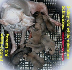 Parents are white-coated. Miniature Schnauzer puppies 2 days old don't show the white coat yet.