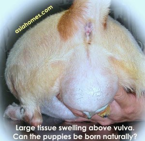 Perineal swelling in a pregnant Jack Russell mother. 6 vigorous pups. Toa Payoh Vet