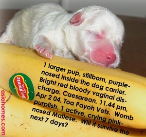 Maltese - Deep pink nose - stressed puppy but alive. asiahomes.com 