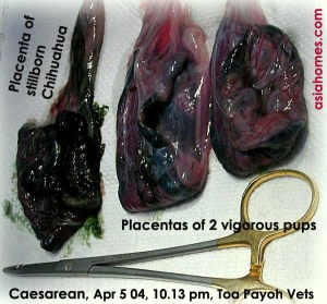 Placenta of stillborn has softened, the other two placentas normal.