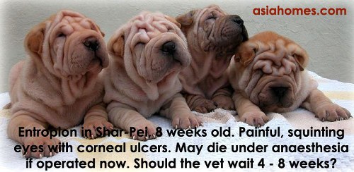 Entropion in Shar-pei, asiahomes.com