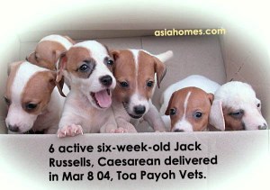6-week-old Jack Russells for sale, 9668-6468