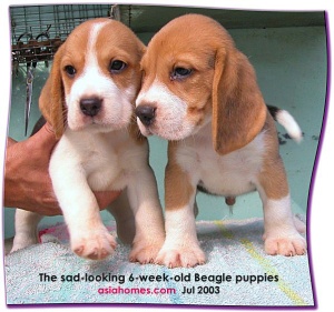 Saddest looking Beagles for sale, asiahomes.com