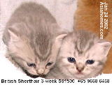 British Shorthair kittens, Singapore