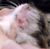 Hamster with abscess?