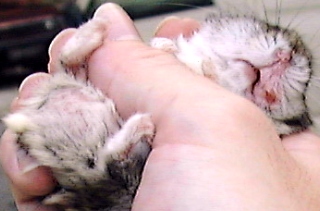 http://www.asiahomes.com/dogpix/0524hamster_leftmuzzle_inflamed320.jpg
