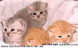 British Shorthair kittens, Singapore