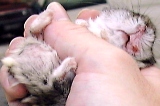 Hamster with 2-week-old inflammed muzzle area