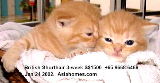 British shorthair kittens, Singapore.